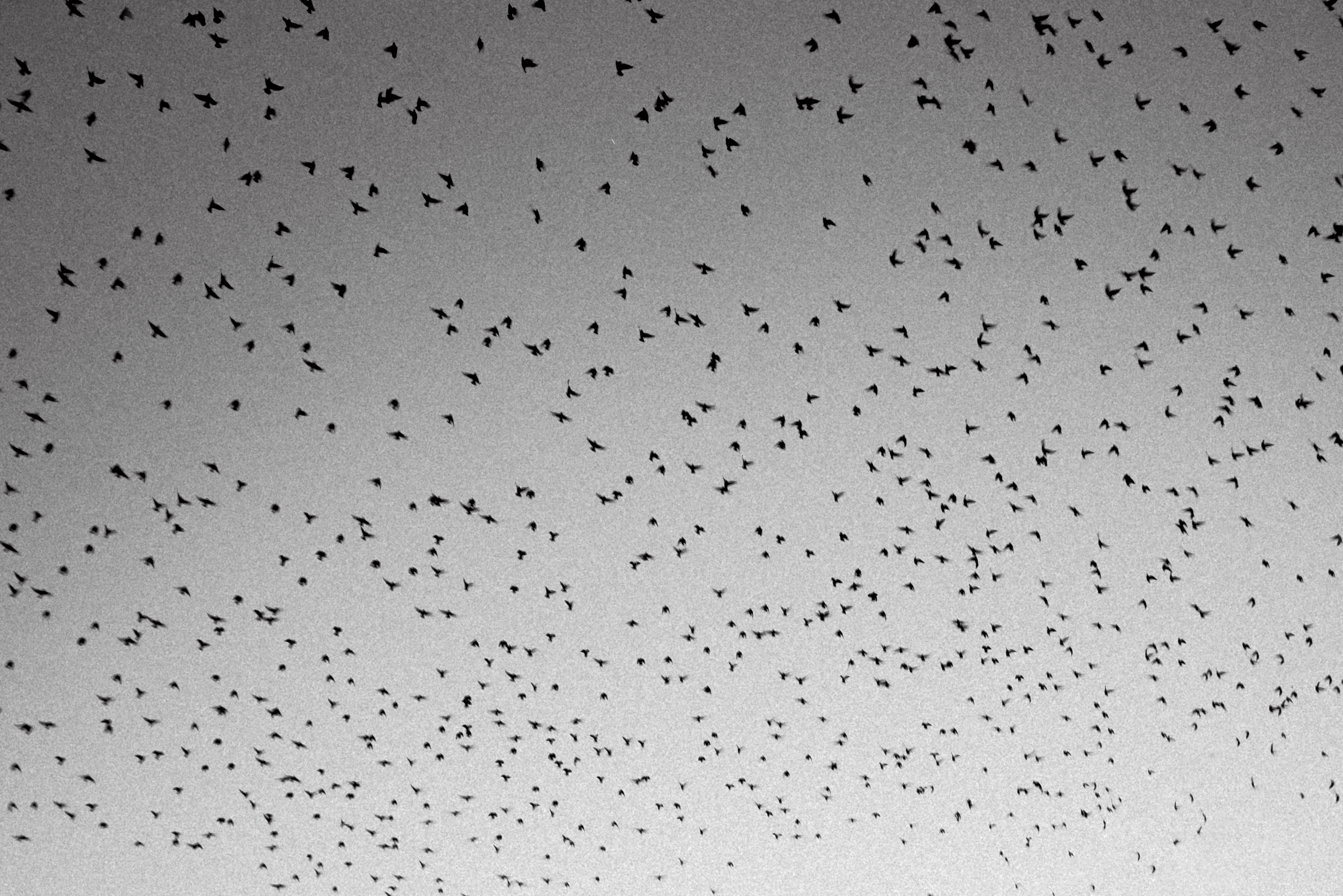 intro-birds
